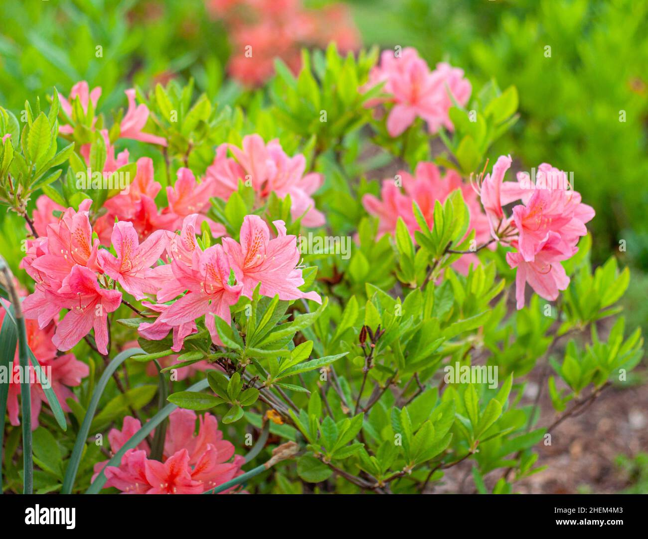 Blooming bush of pink azalea in the botanical garden. Evergreen rhododendron with beautiful flowers on green background with soft focus Stock Photo