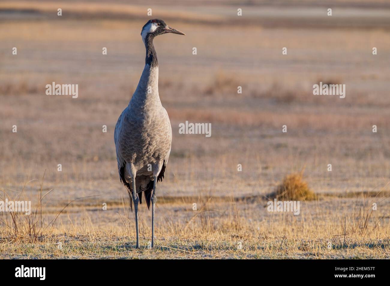 The great migration of the cranes to the big North. February in Gallocanta lake, Teruel Spain Stock Photo
