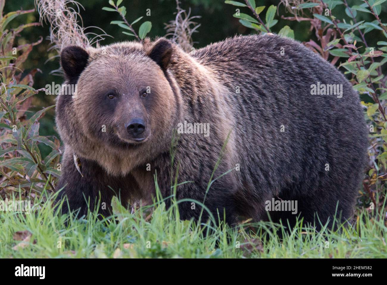 Grizzly Bear along the Cassiar highway in northern British Columbia, Canada Stock Photo