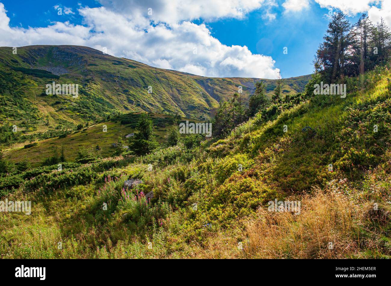 The source of the Prut River, on the slope of Hoverla. Untouched nature of the Carpathian Mountains. Summer landscape. Stock Photo