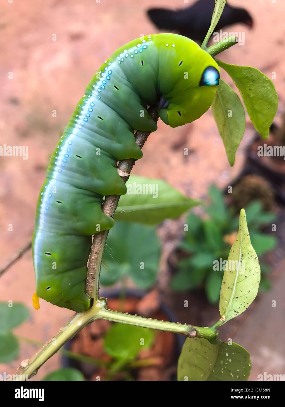 An Asian caterpillar eating house plants and vegetables in the garden