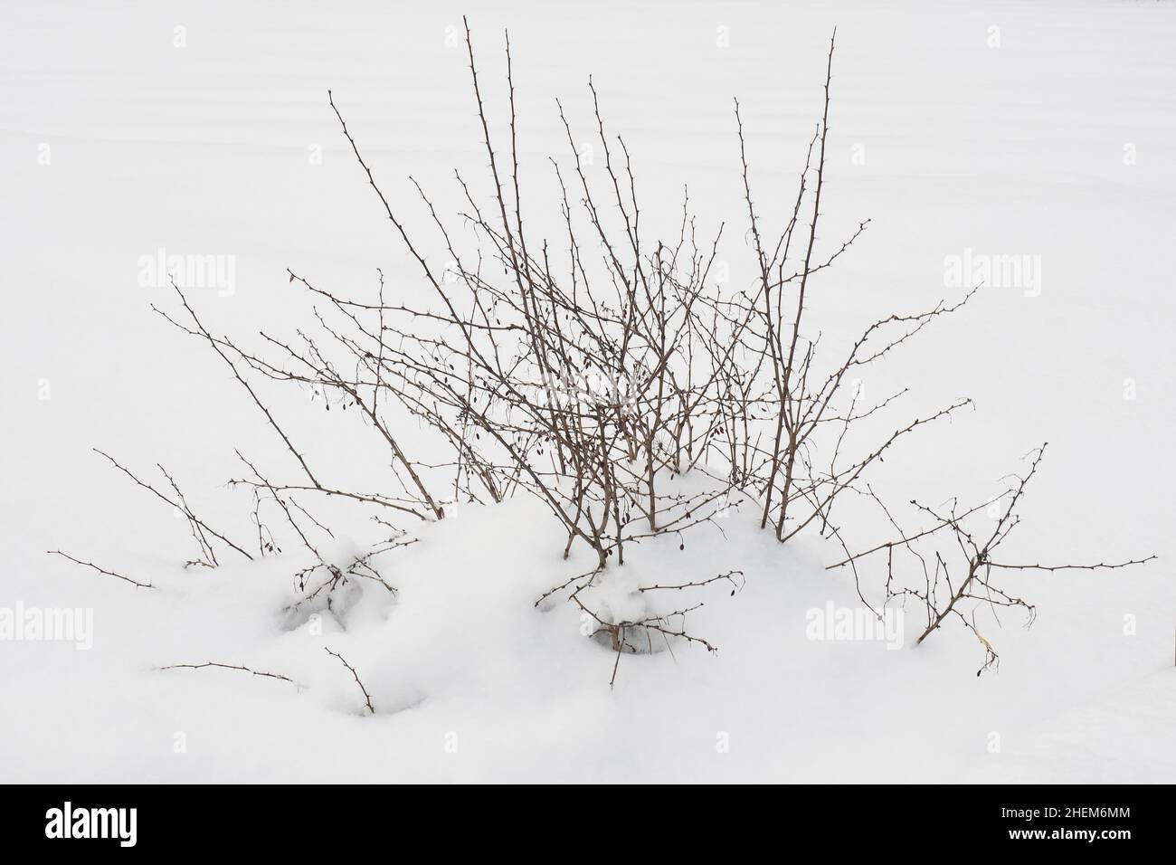 Dogwood bush covered with snow in the field. Cold weather Stock Photo