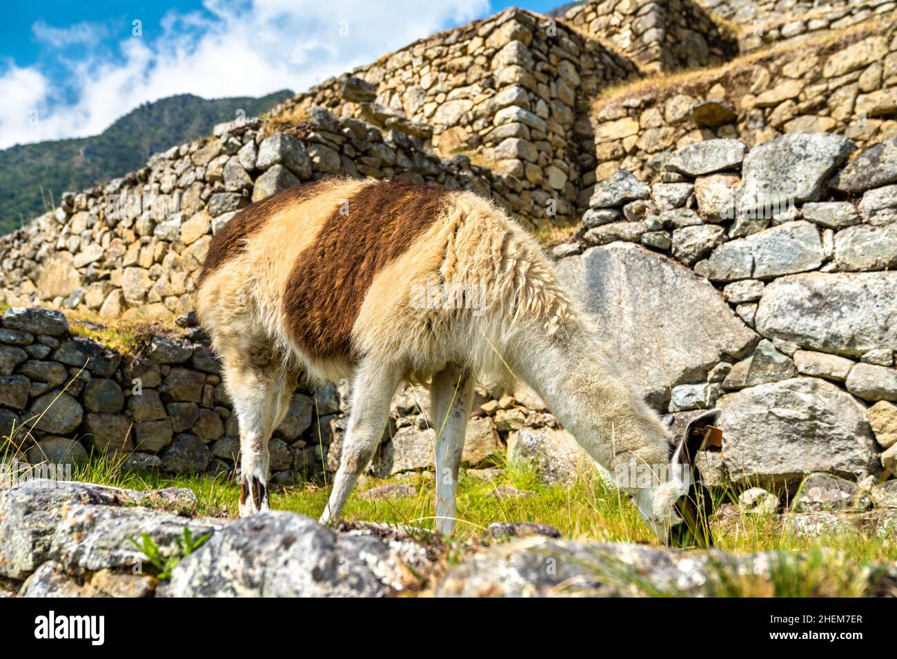 Llama at Machu Picchu in Peru Stock Photo