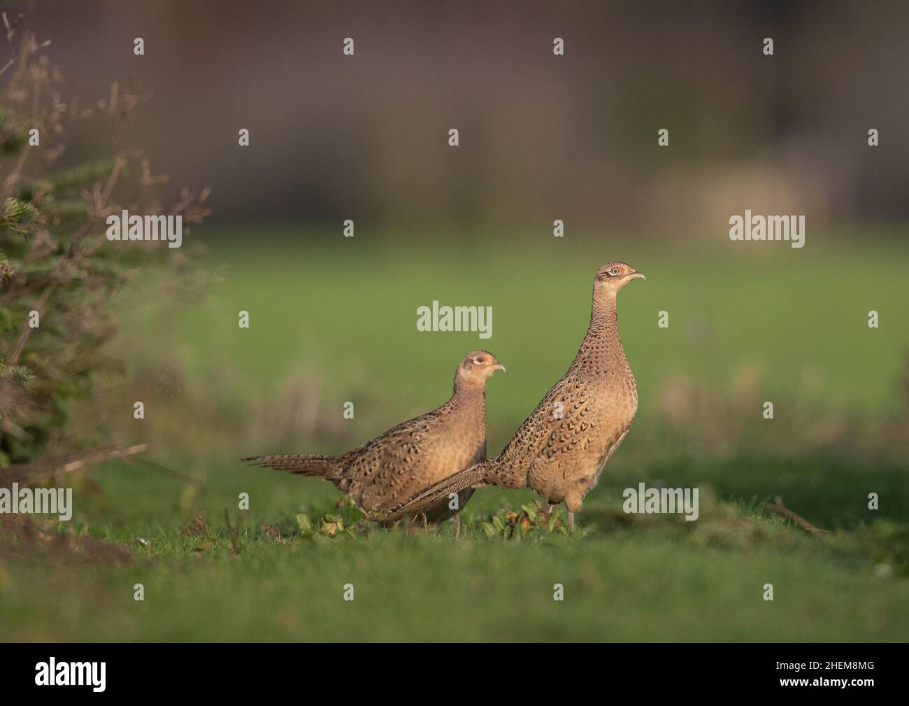 A pair of hen pheasant sstanding , spotlighted by  the evening light , showing the detail in their feathers. Suffolk, UK Stock Photo