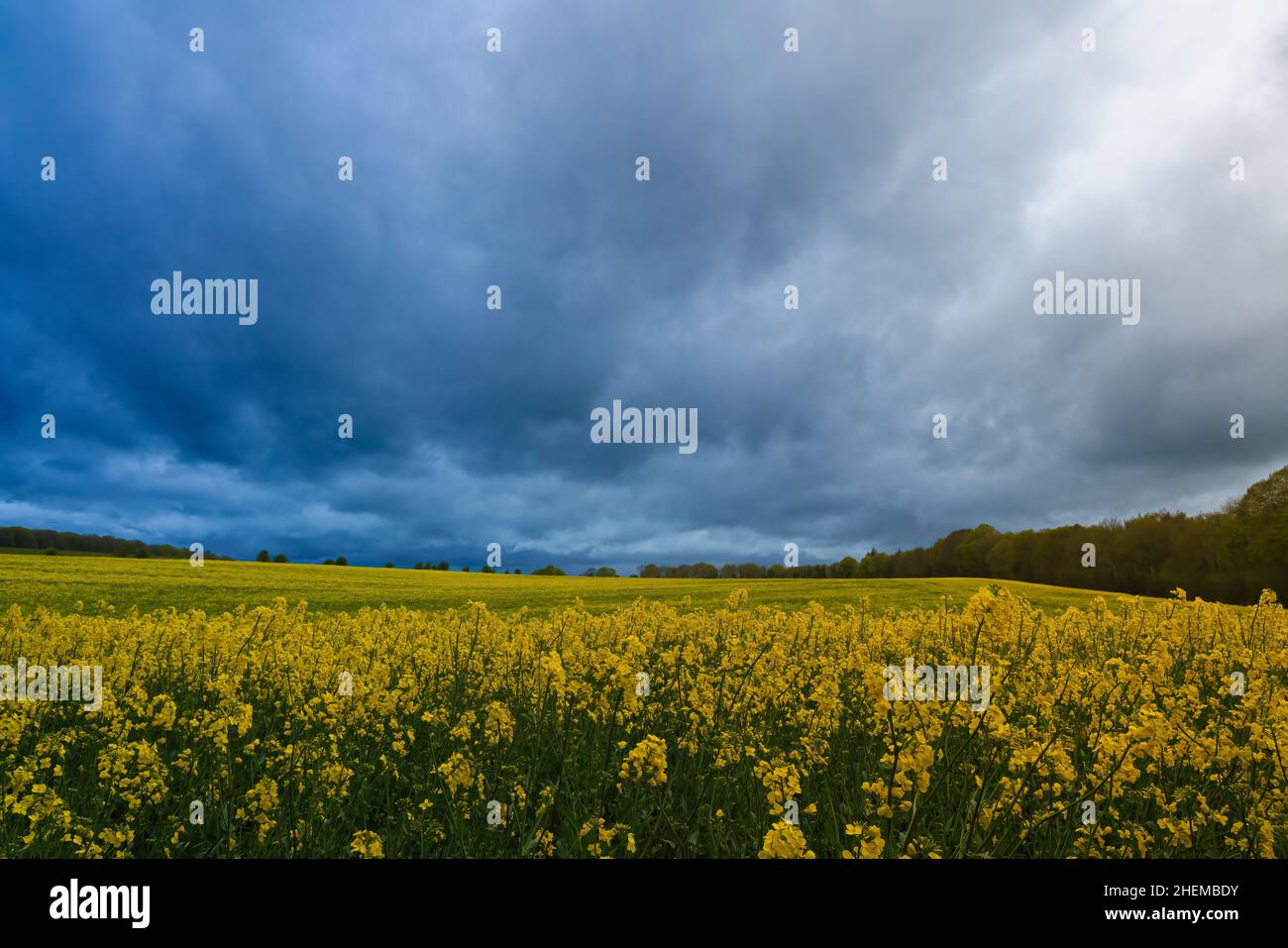 a bright yellow field full of rapeseed (Brassica napus)  flowers under a foreboding dark grey thunder storm cloud sky Stock Photo