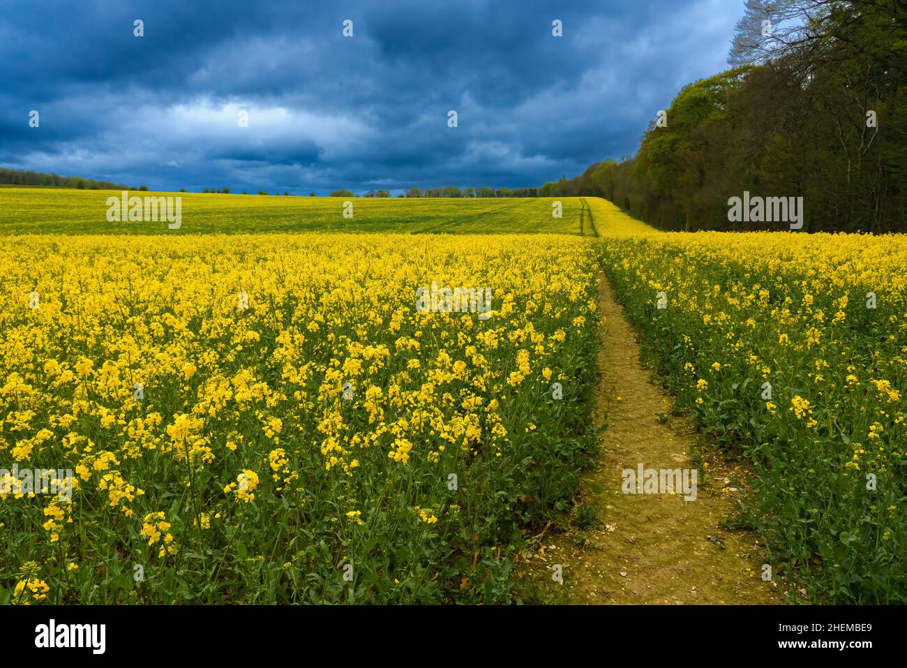 a bright yellow field full of rapeseed (Brassica napus)  flowers under a foreboding dark grey thunder storm cloud sky Stock Photo