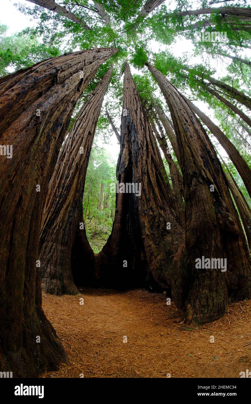 Muir Woods Redwood Forest tall trees in California Stock Photo Alamy