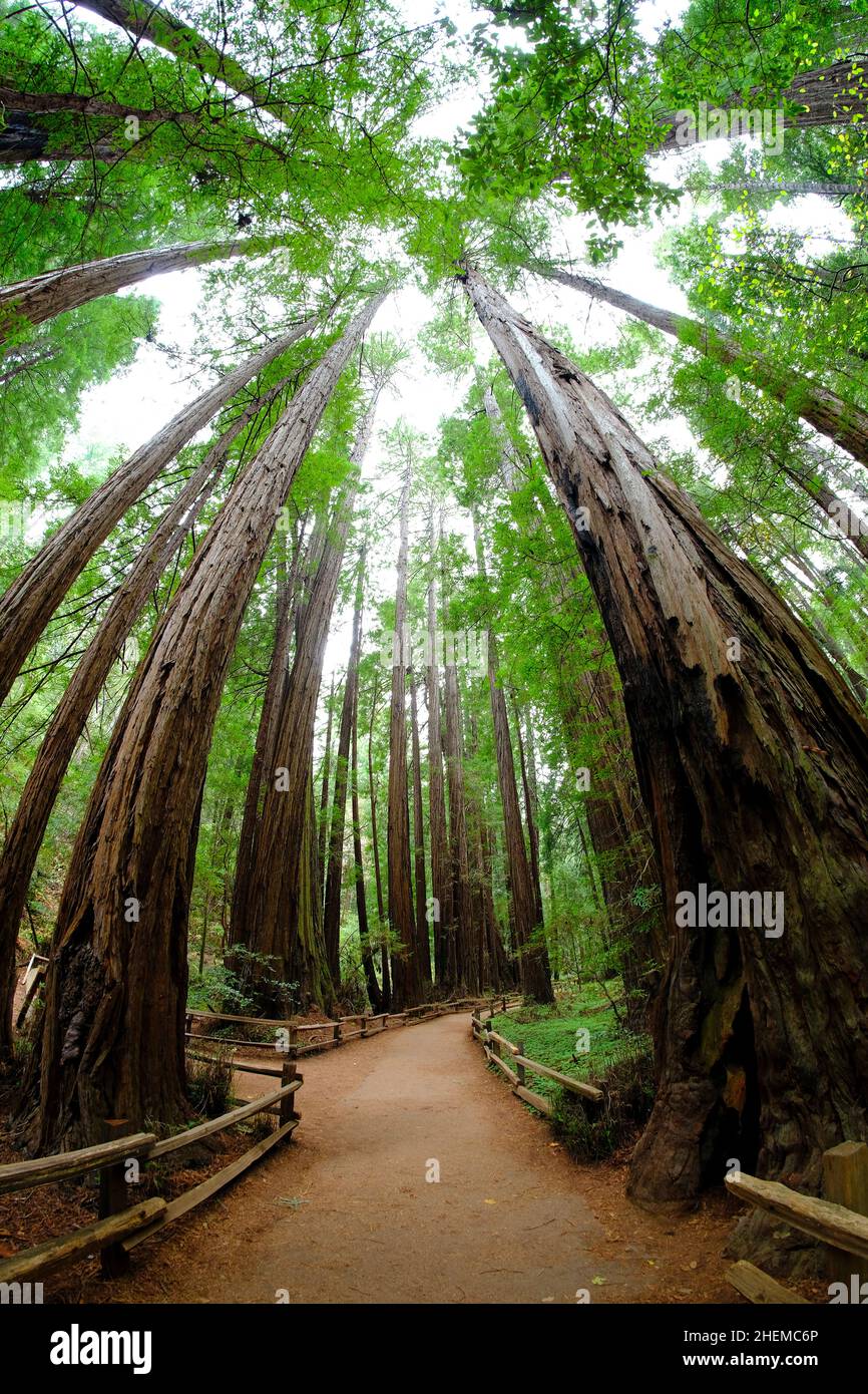 Muir Woods Redwood Forest tall trees in California Stock Photo Alamy