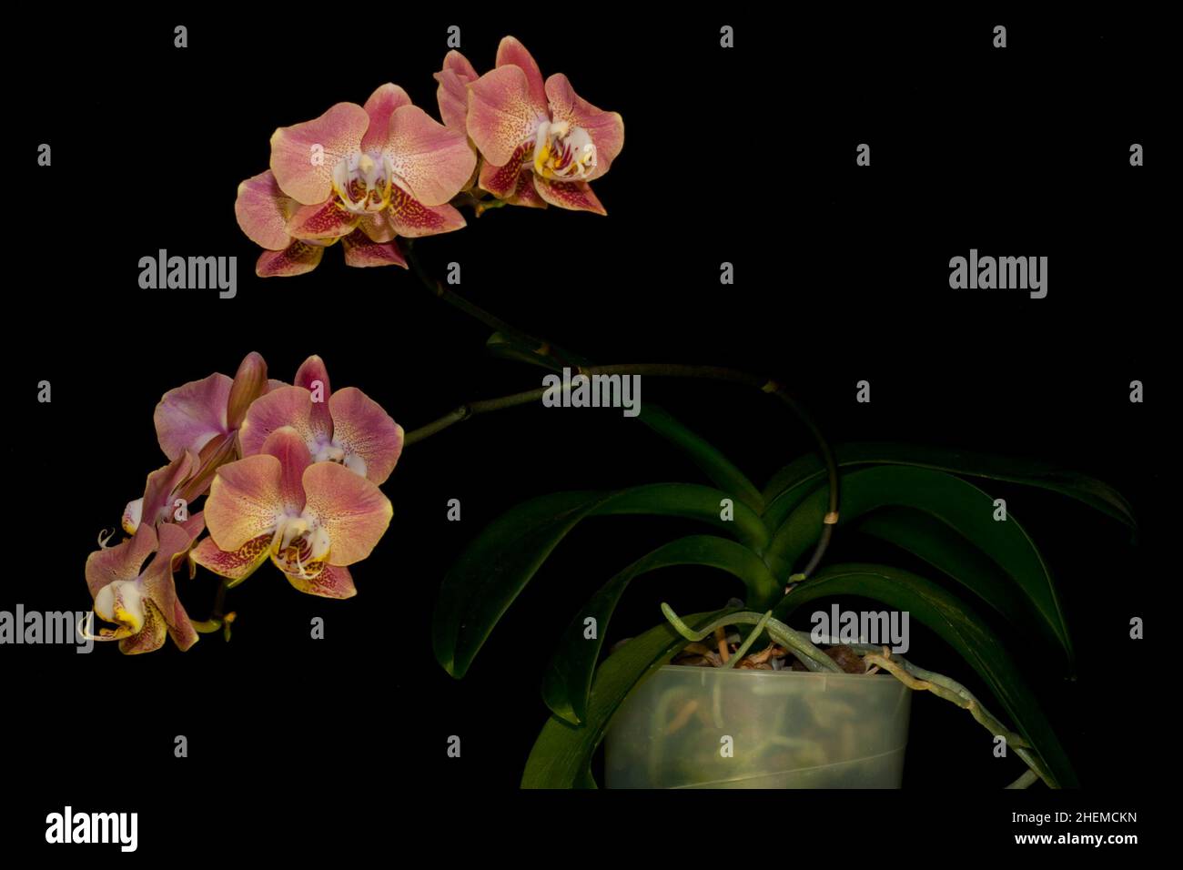 Branch of flowering Orchid Phalaenopsis Leco Fantastic (known as butterfly orchids) on a black background Stock Photo