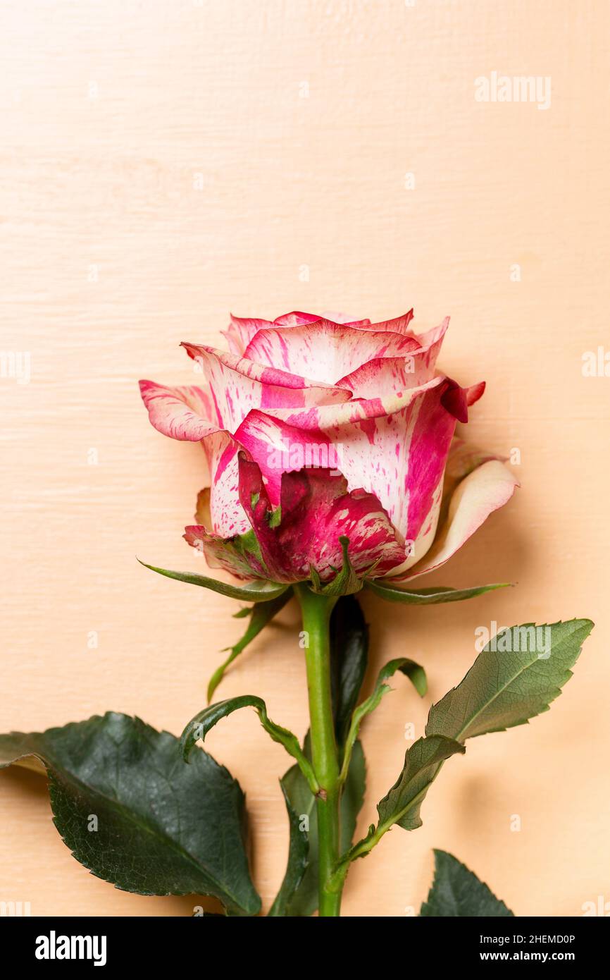 Beautiful pink and white rose flower on beige pastel background, Valentine or wedding card Stock Photo