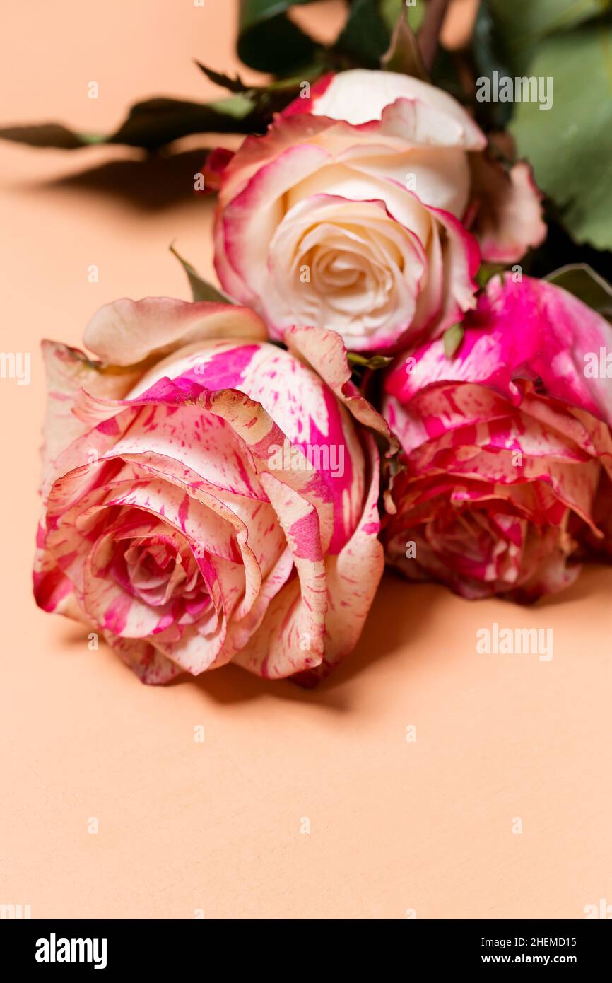 Beautiful bouquet of pink and white rose flowers close-up on beige pastel background, Valentine or wedding card Stock Photo
