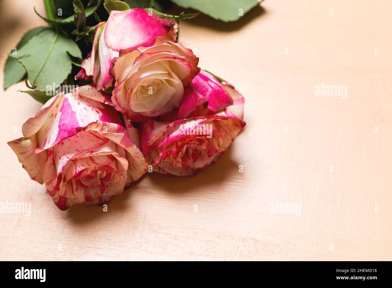 Beautiful bouquet of pink and white rose flowers close-up on beige pastel background, Valentine or wedding card Stock Photo