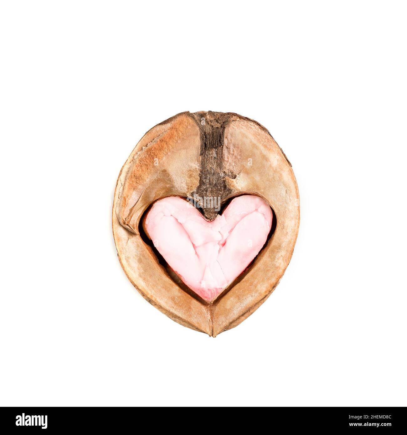Funny Minimalistic Saint Valentine Day concept, open half of walnut with core looking like heart or owl face on white Stock Photo