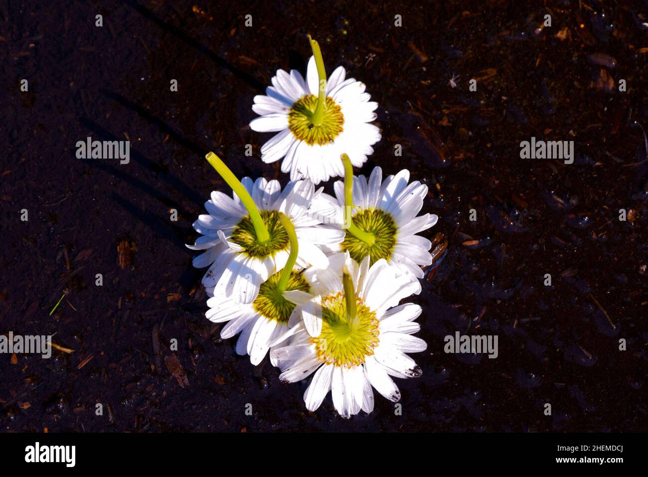 Flowers upside down Stock Photo