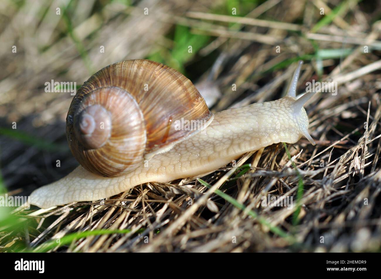 Snail crawl on a grass. Closeup shot. Selective focus on a head. Stock Photo