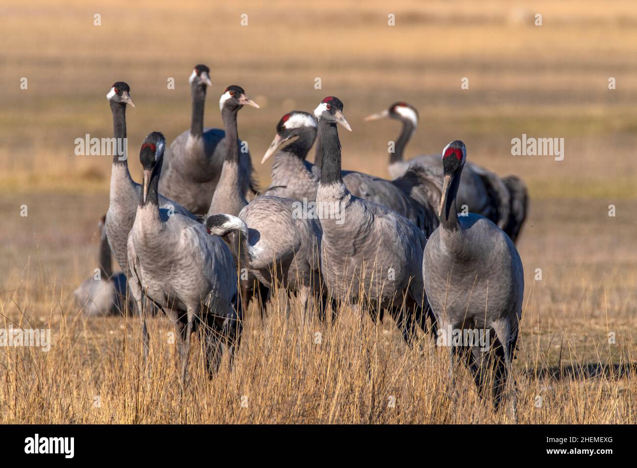 Common cranes. Great migration of the end of winter. Gallocanta, Spain Stock Photo
