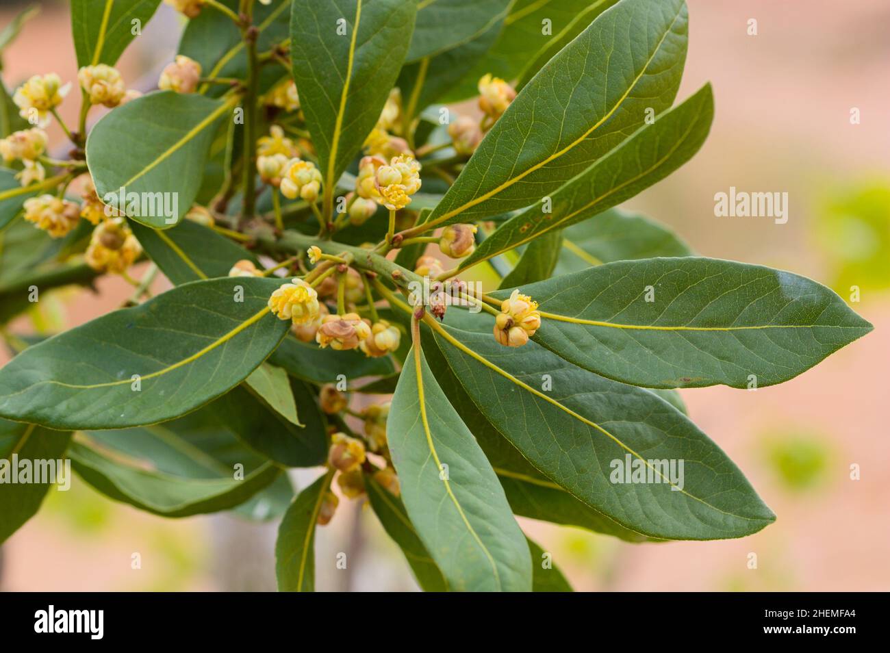 Close-up of a branch of the laurel tree that has green leaves and flowers and flower buds of Laurus nobilis L. Stock Photo