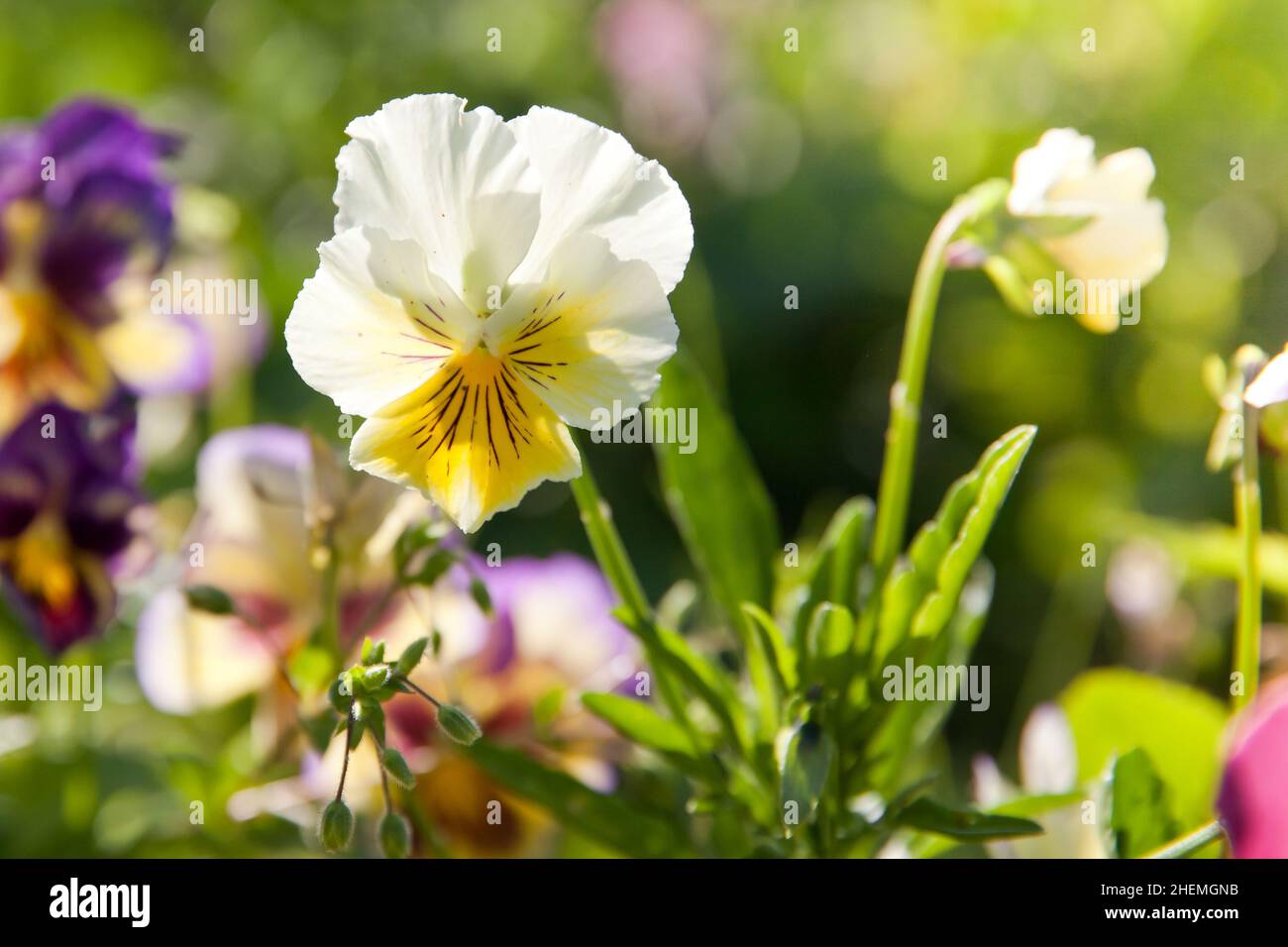 Pansy flowers in a flower bed on a sunny day. Robust and blooming. Garden pansy with purple and white petals. Hybrid pansy. Viola tricolor pansy in fl Stock Photo