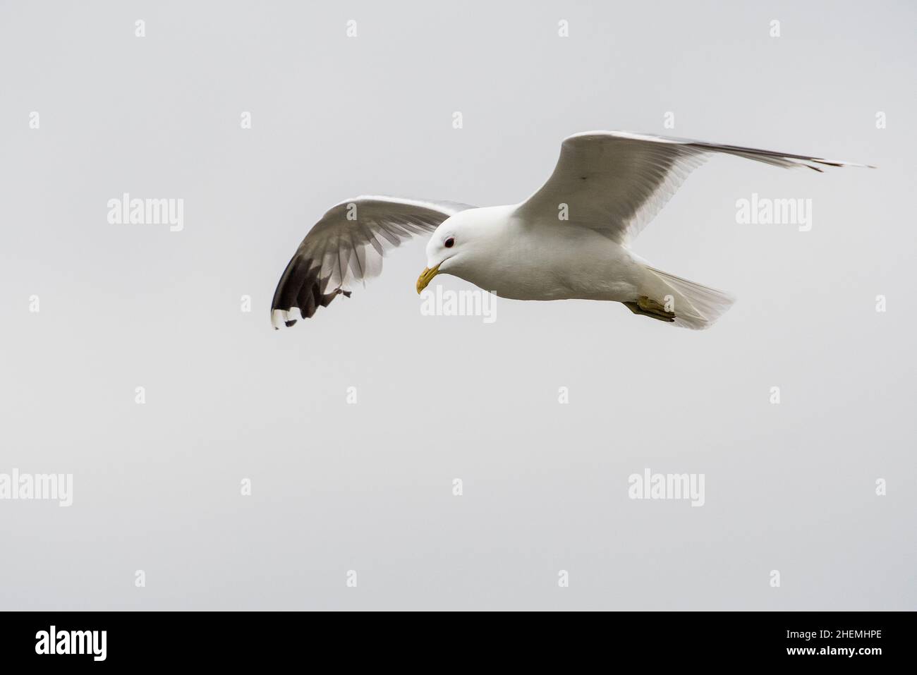 Common gull or sea mew (Larus canus), in flight,. Stock Photo