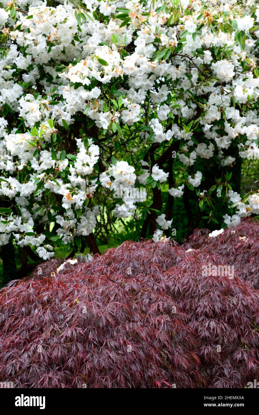 acer palmatum dissectum garnet,purple foliage,purple leaves,japanese maple,japanese acer,white rhododendron flowers,acer and rhododendron, deciduous l Stock Photo