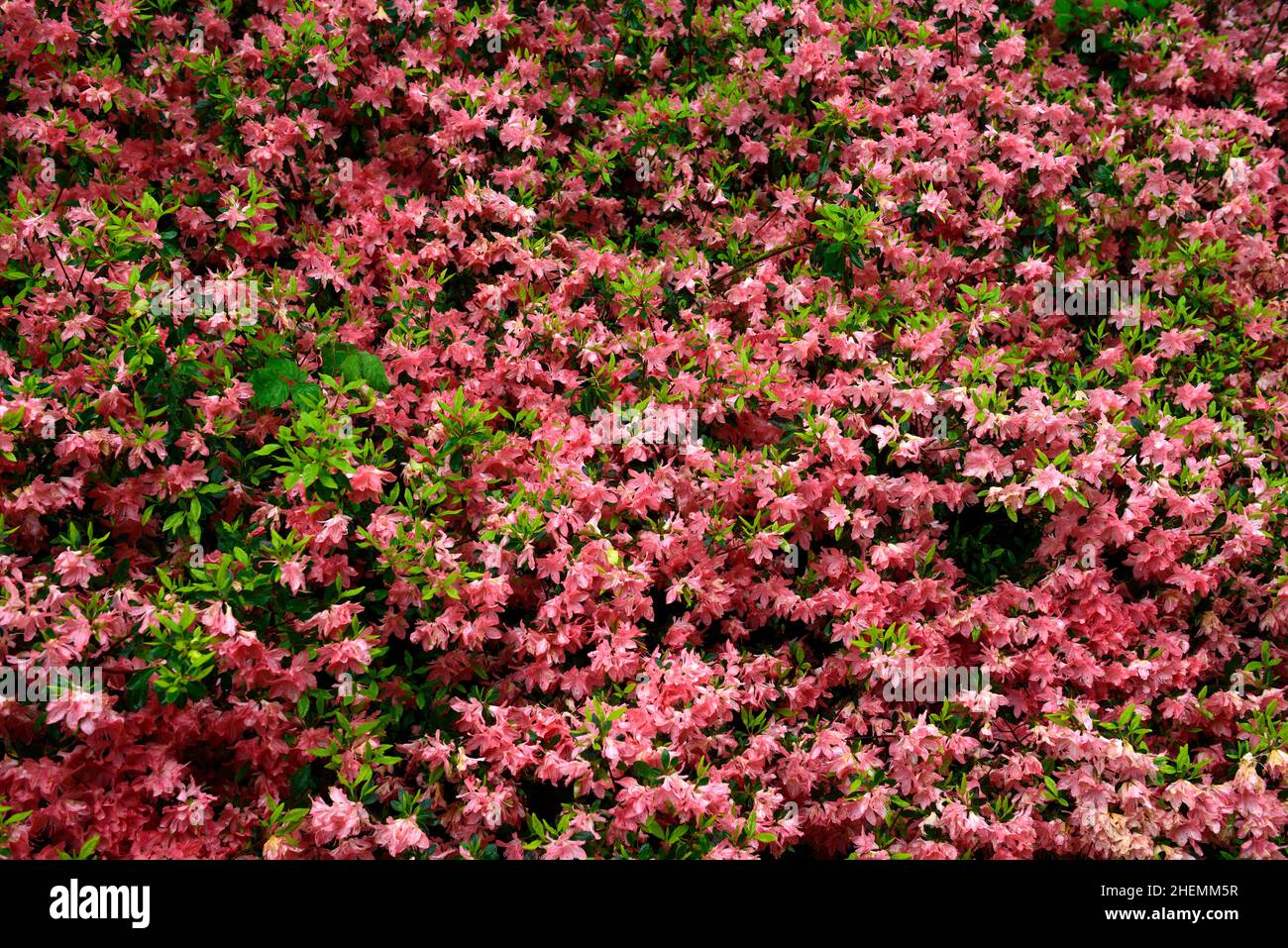 azalea flowers,salmon pink azalea flowers,flower,flowering,profuse,profusion,shrub,shrubs,spring in the garden,RM Floral Stock Photo