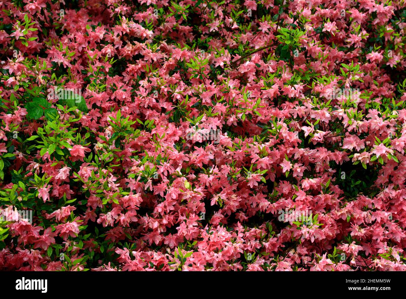 azalea flowers,salmon pink azalea flowers,flower,flowering,profuse,profusion,shrub,shrubs,spring in the garden,RM Floral Stock Photo