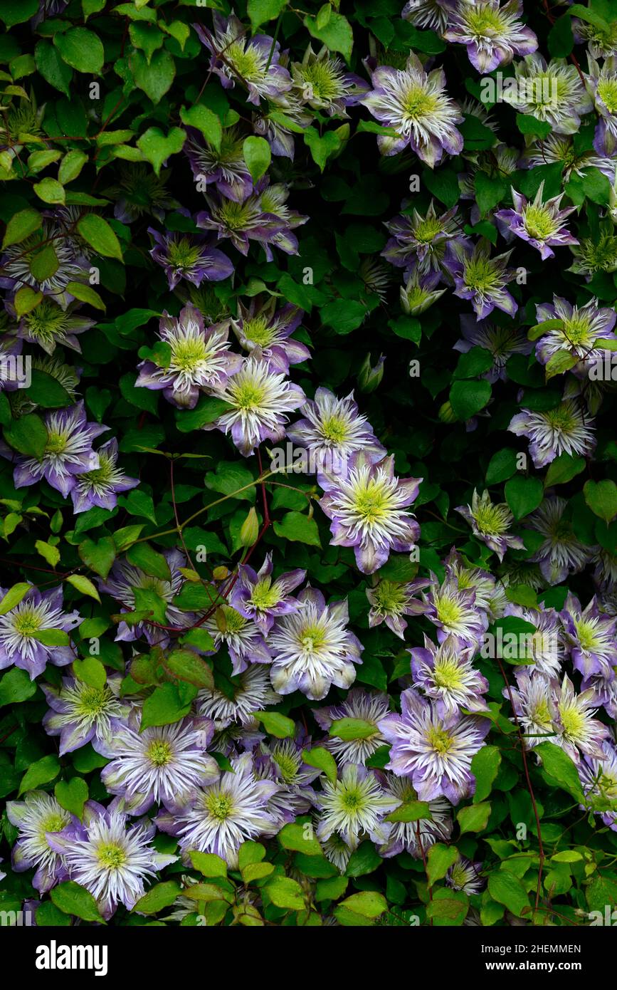 Clematis multi-blue,semi-double lilac blue flowers,semi-double lilac blue flower,flowering,group II clematis,group 2 clematis,pruning,group II pruning Stock Photo