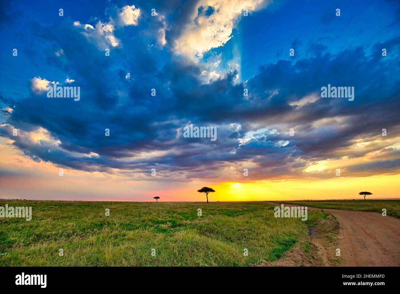 Landscape in the Maasai Mara National Reserve at late afternoon. Stock Photo