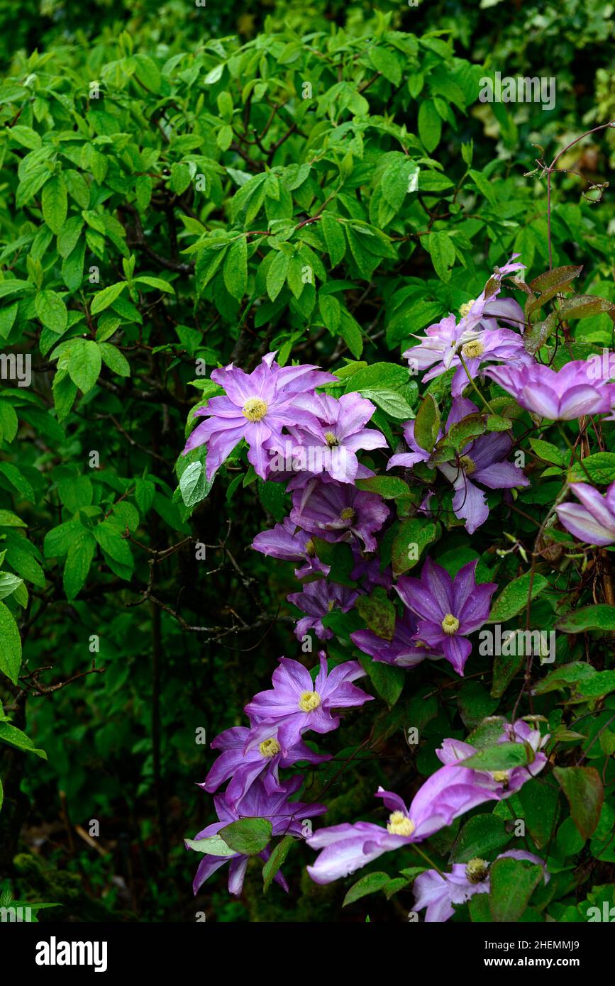 Clematis Pink Champagne,kakio,Early LargeFlowered Clematis,pink