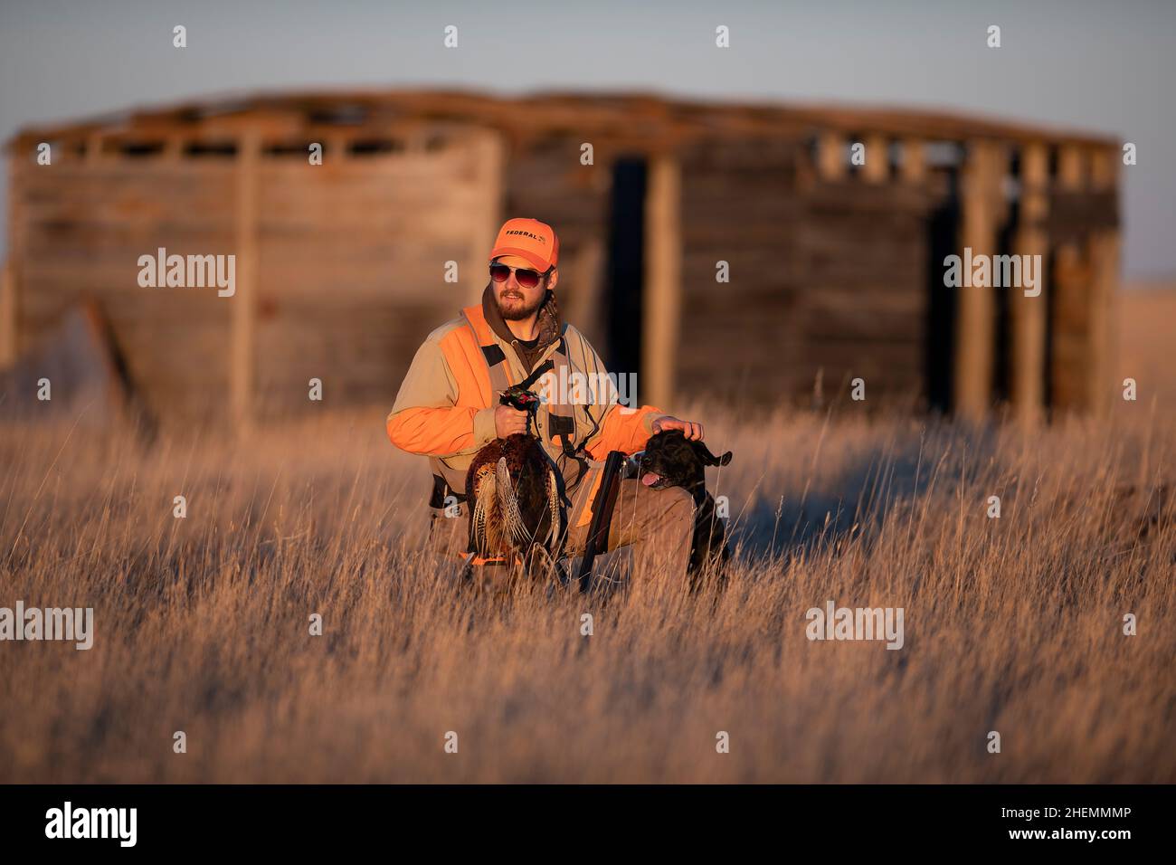 A Pheasant hunter and his dog with some wild North Dakota Roosters Stock Photo