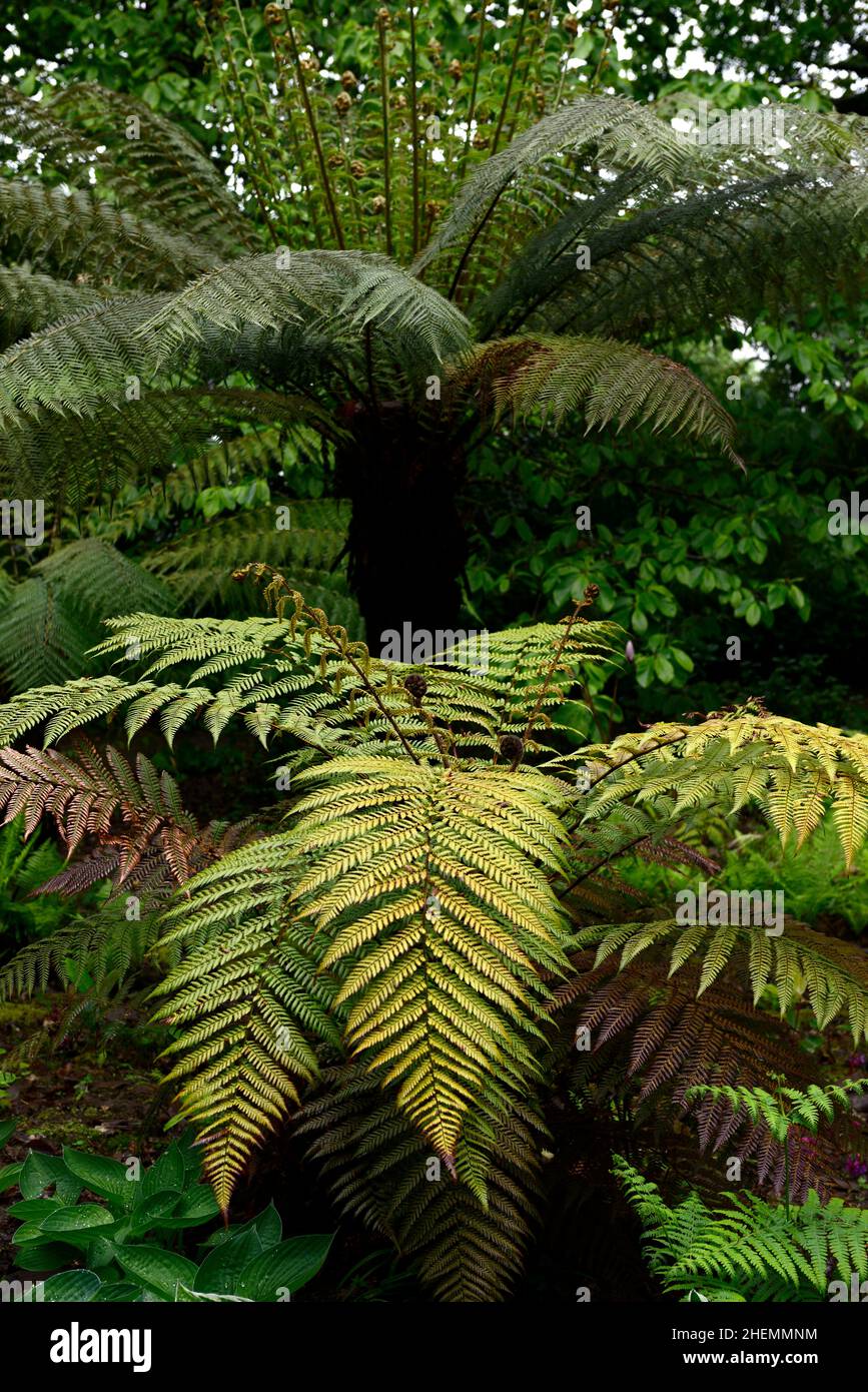 Tree ferns dicksonia antartica hi-res stock photography and images - Alamy