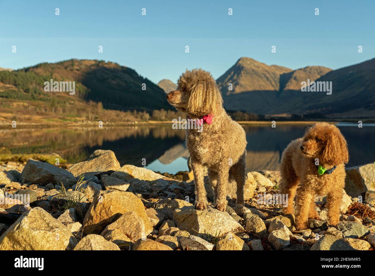 Poodles Posing on Rocks at Glen Etive with mountains and loch in background Stock Photo