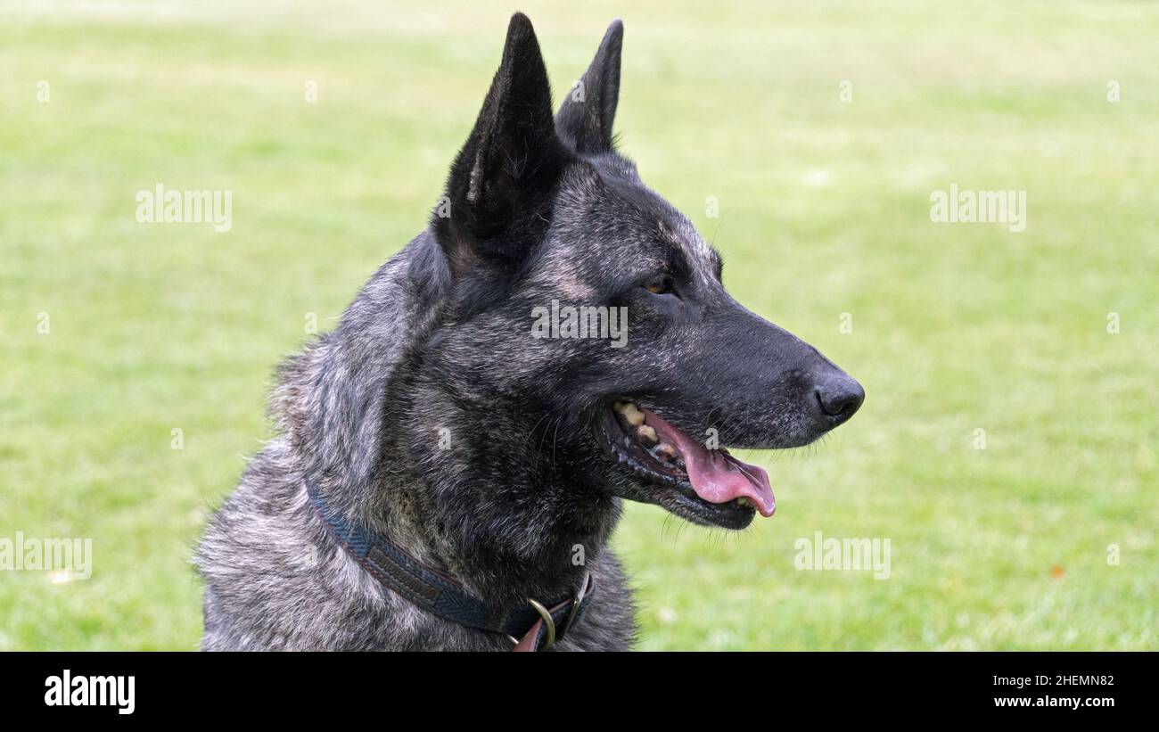 Dutch Shepherd Dog, Close Up Head and Shoulders outside in the Park Stock Photo