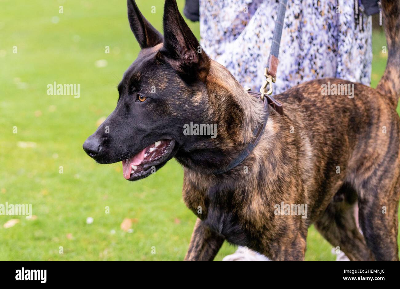 Dutch Shepherd Dog, Close Up Head and Shoulders outside in the Park Stock Photo