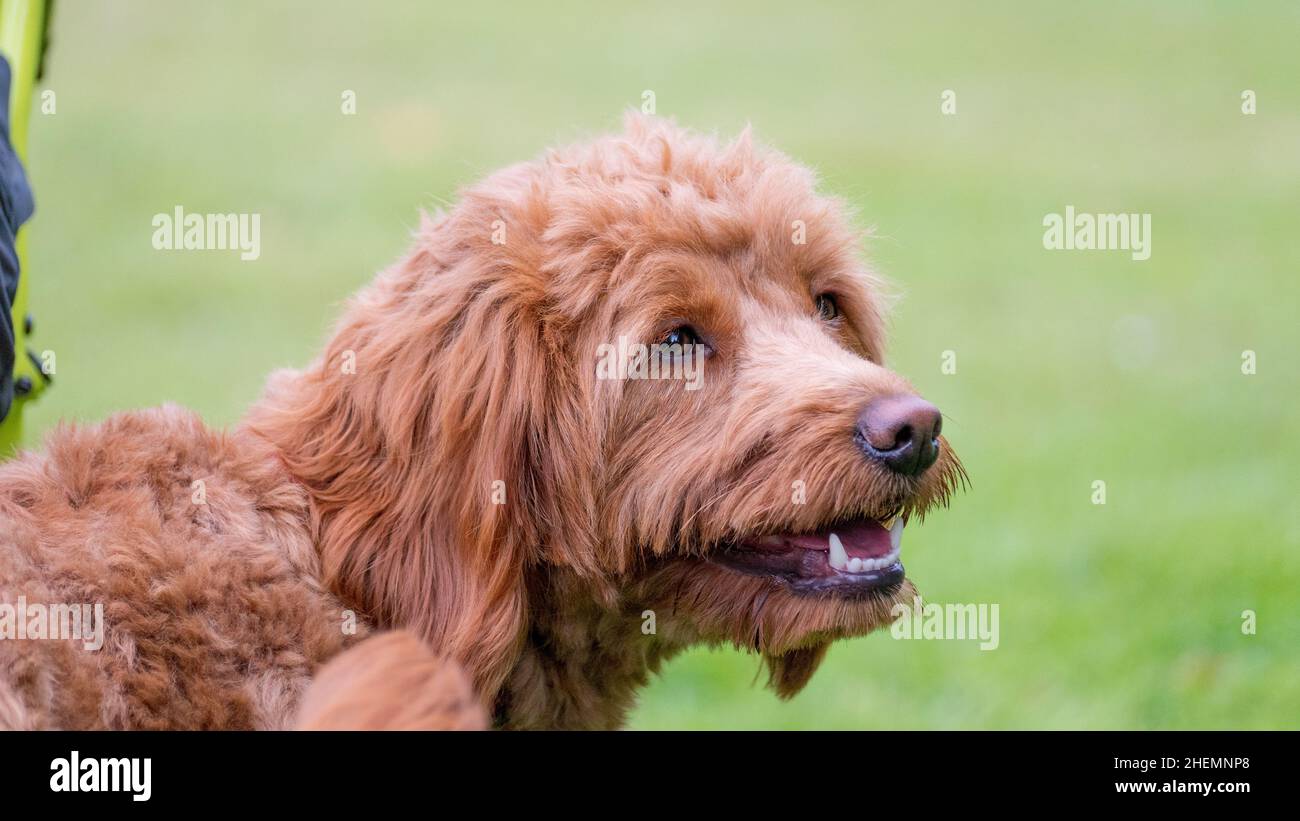 Cute Smiling Family Pet Dog, Golden Doodle outside in nature Stock Photo