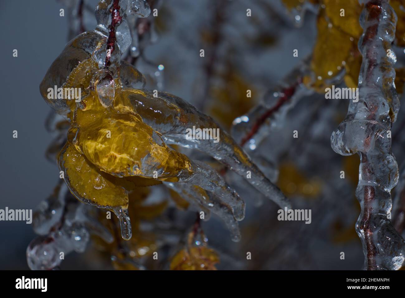 yellow autumn leaves caught in the unexpected frost Stock Photo