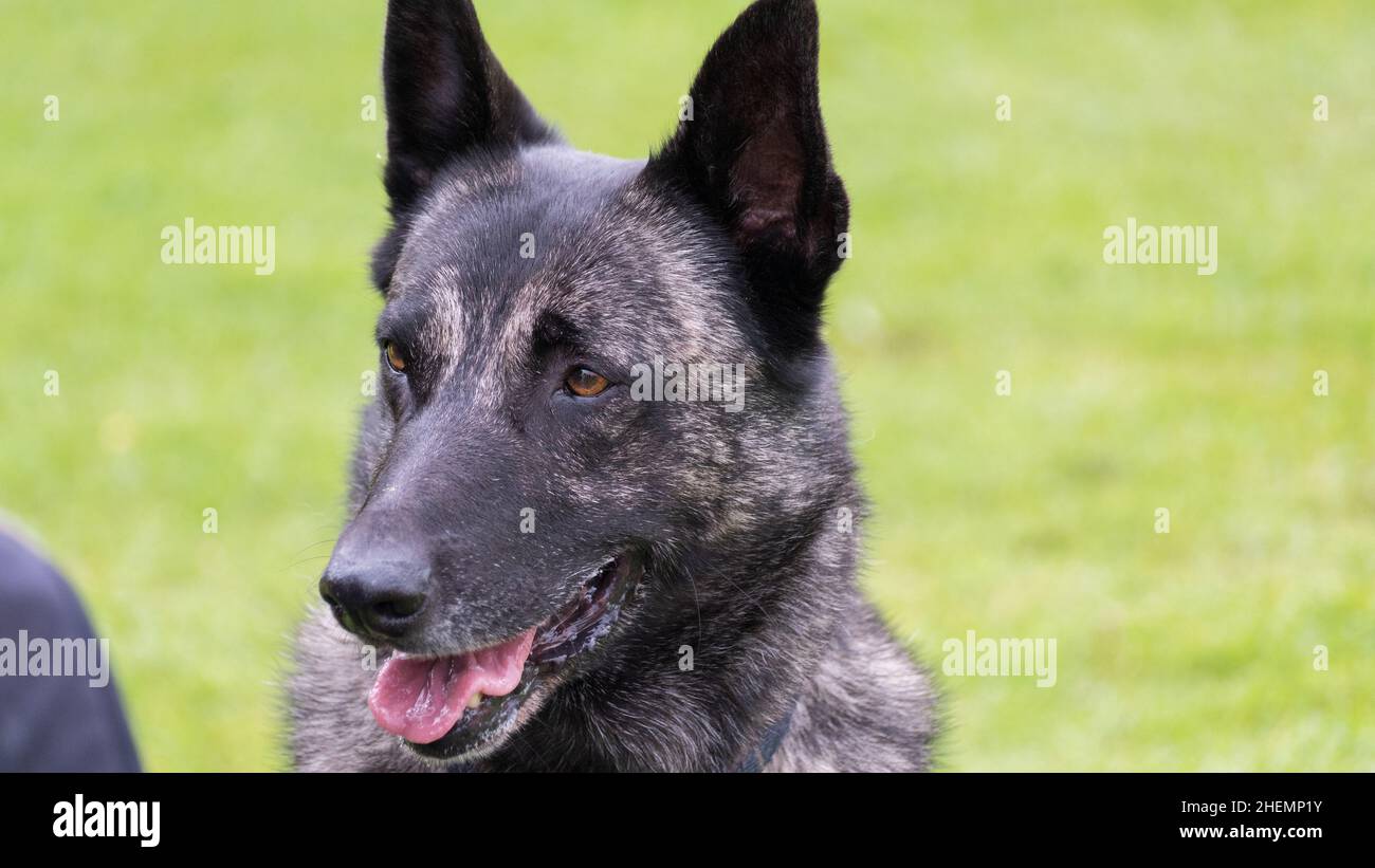 Dutch Shepherd Dog, Close Up Head and Shoulders outside in the Park Stock Photo