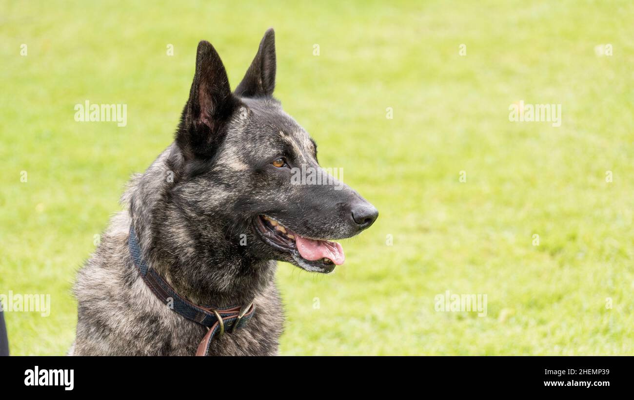 Dutch Shepherd Dog, Close Up Head and Shoulders outside in the Park Stock Photo