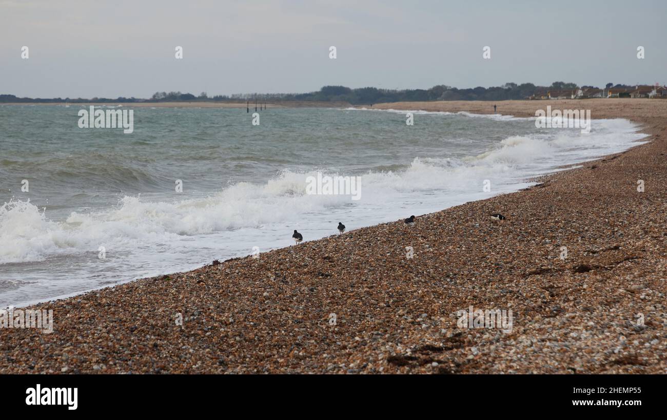 Coastline of Aldwick Bay with seabirds. Stock Photo