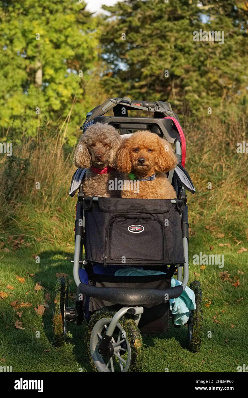 Two Poodles in a Dog Pram, Senior Dogs in a stroller on Hoddom Castle Golf Course in outdoors in nature Stock Photo