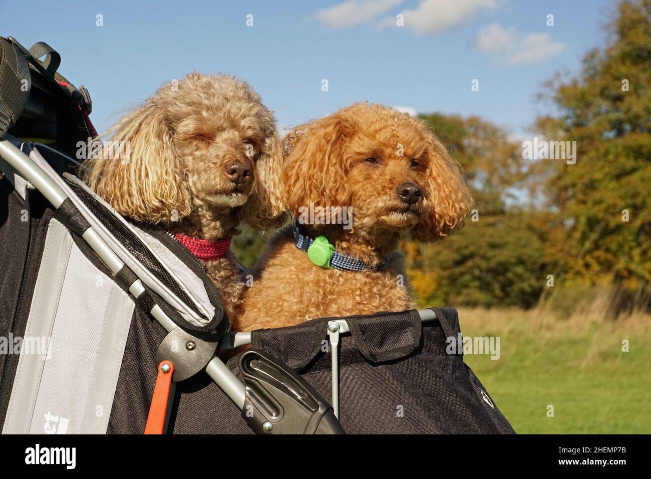Two Poodles in a Dog Pram, Senior Dogs in a stroller on Hoddom Castle Golf Course in outdoors in nature Stock Photo
