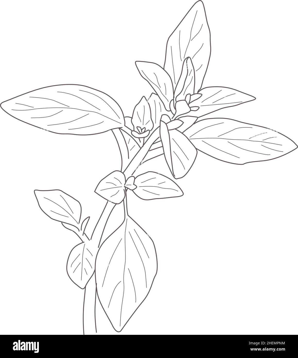 illustration of a marjoram Stock Vector Image & Art Alamy