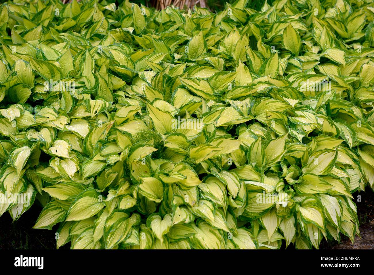 Hosta fortunei var albopicta,White-painted plantain lily,leaves,foliage,large clump of hosta,large hosta clump,clumps,mass,massed,planting scheme,shad Stock Photo