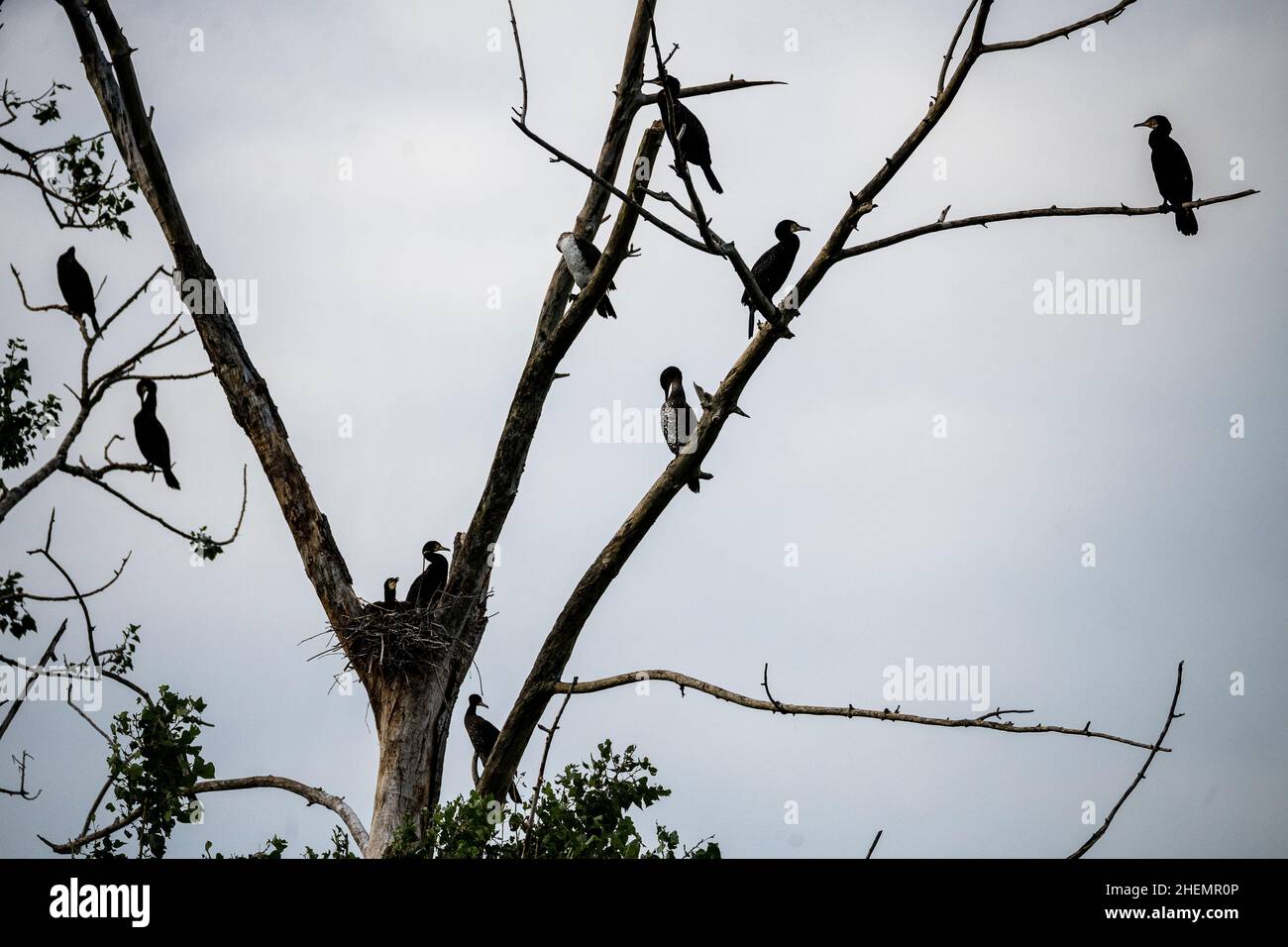 Great Cormorant (Phalacrocorax carbo) or Common Cormorant, colony and ...