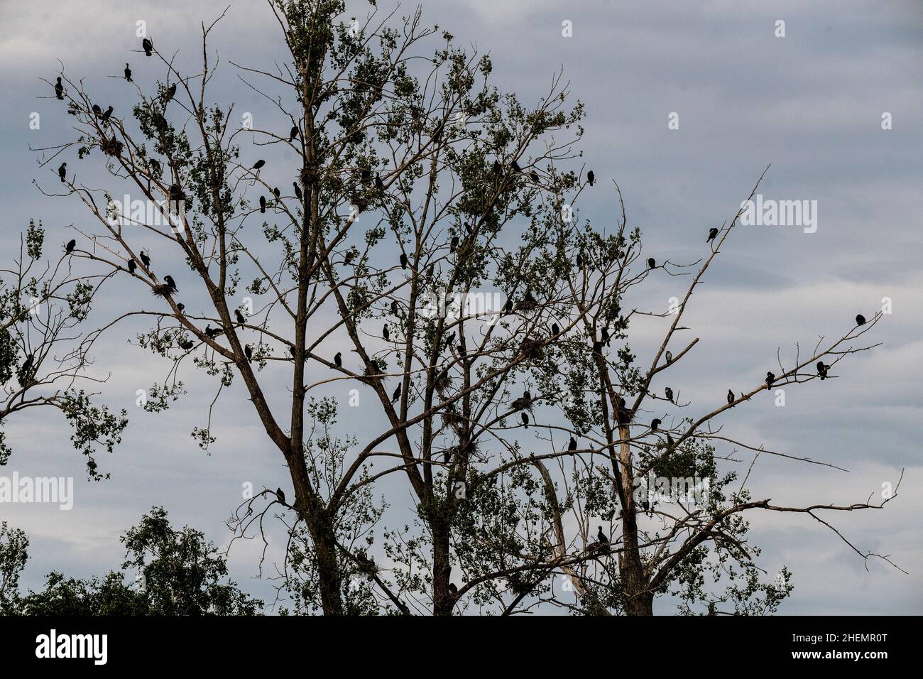 Great Cormorant (Phalacrocorax carbo) or Common Cormorant, colony and ...