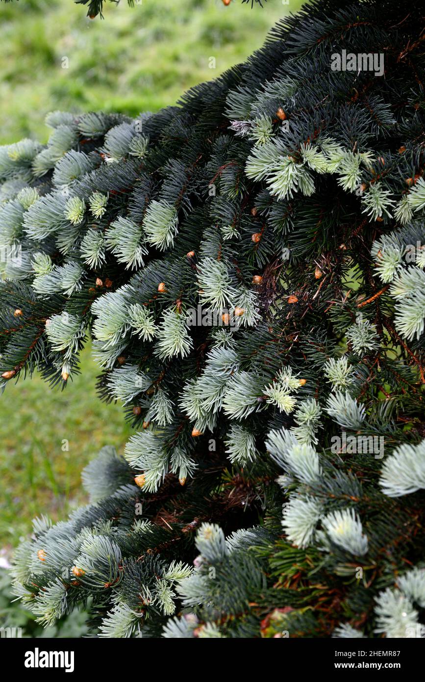 Blue pine tree hi-res stock photography and images - Alamy