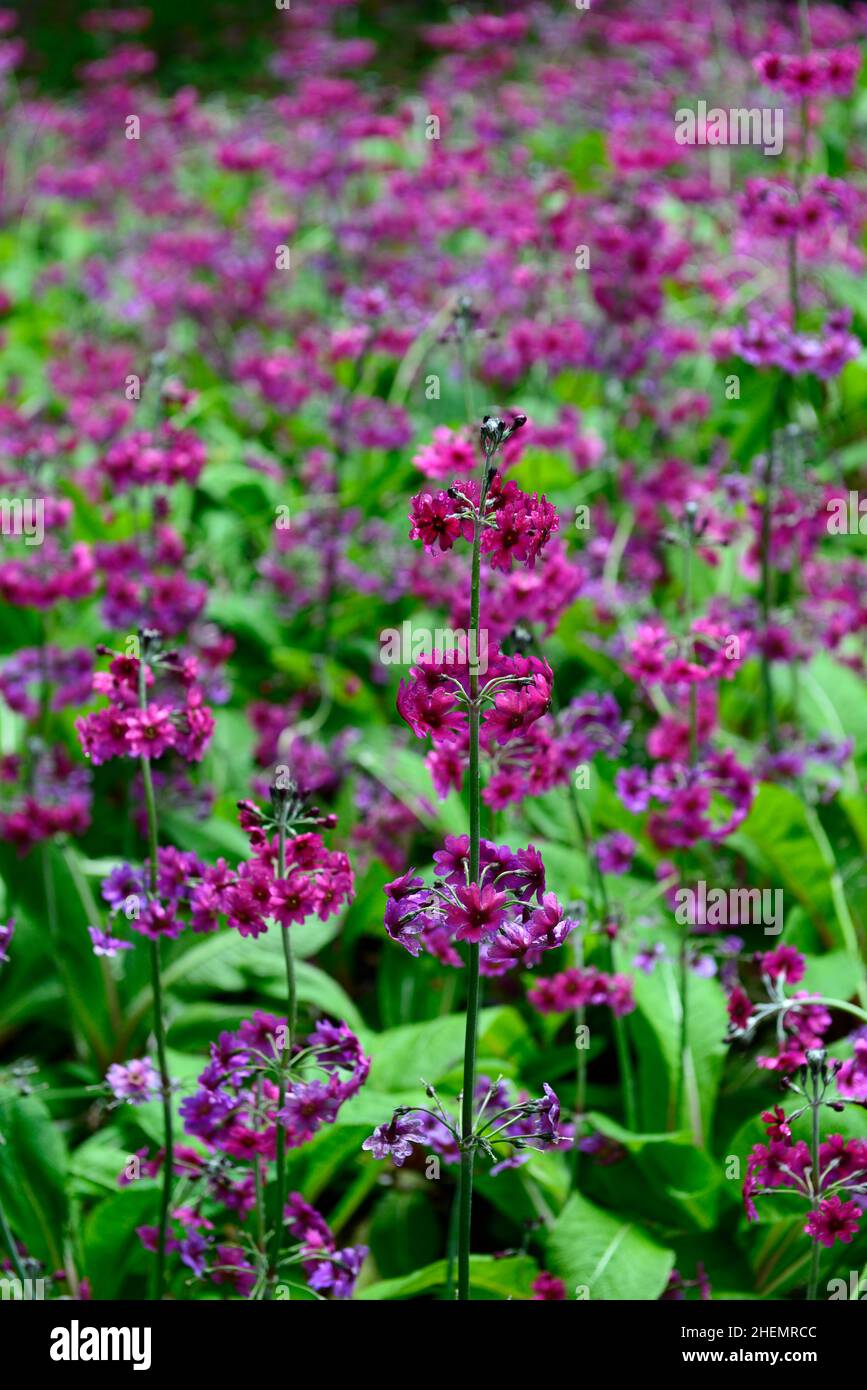 Prim Purple primula millers crimson,primulas,red purple flowers,flower,flowering ...