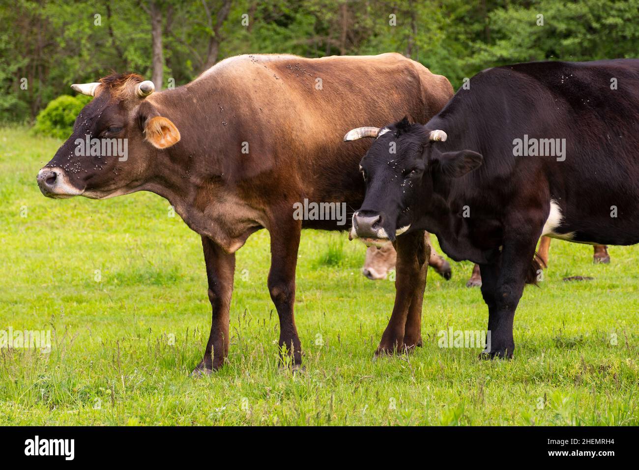 cow cattle on the pasture. rural landscape in spring. nature scenery with grassy meadow near the forest. concept of sustainability in agriculture Stock Photo