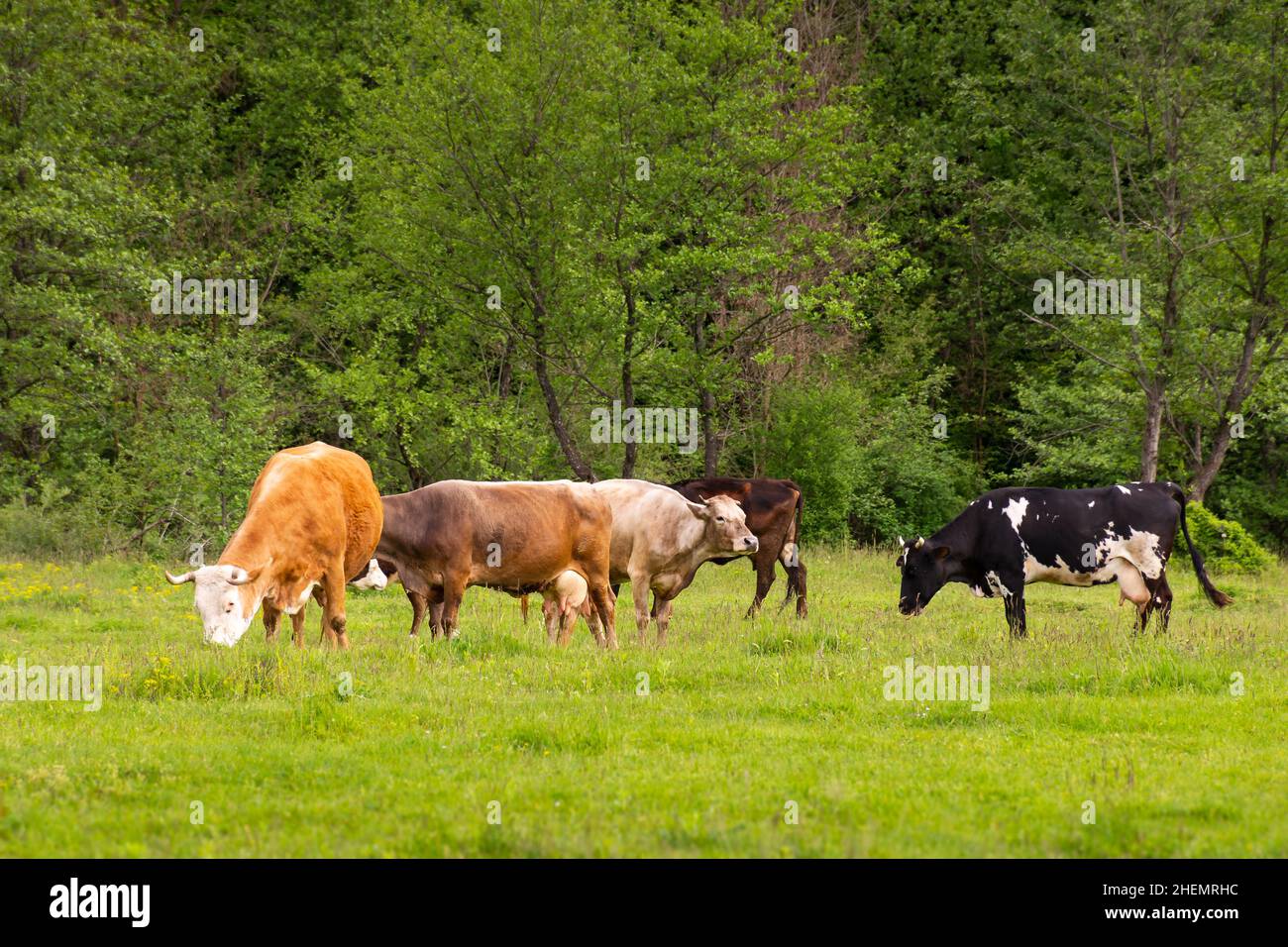 cow cattle on the pasture. rural landscape in spring. nature scenery with grassy meadow near the forest. concept of sustainability in agriculture Stock Photo