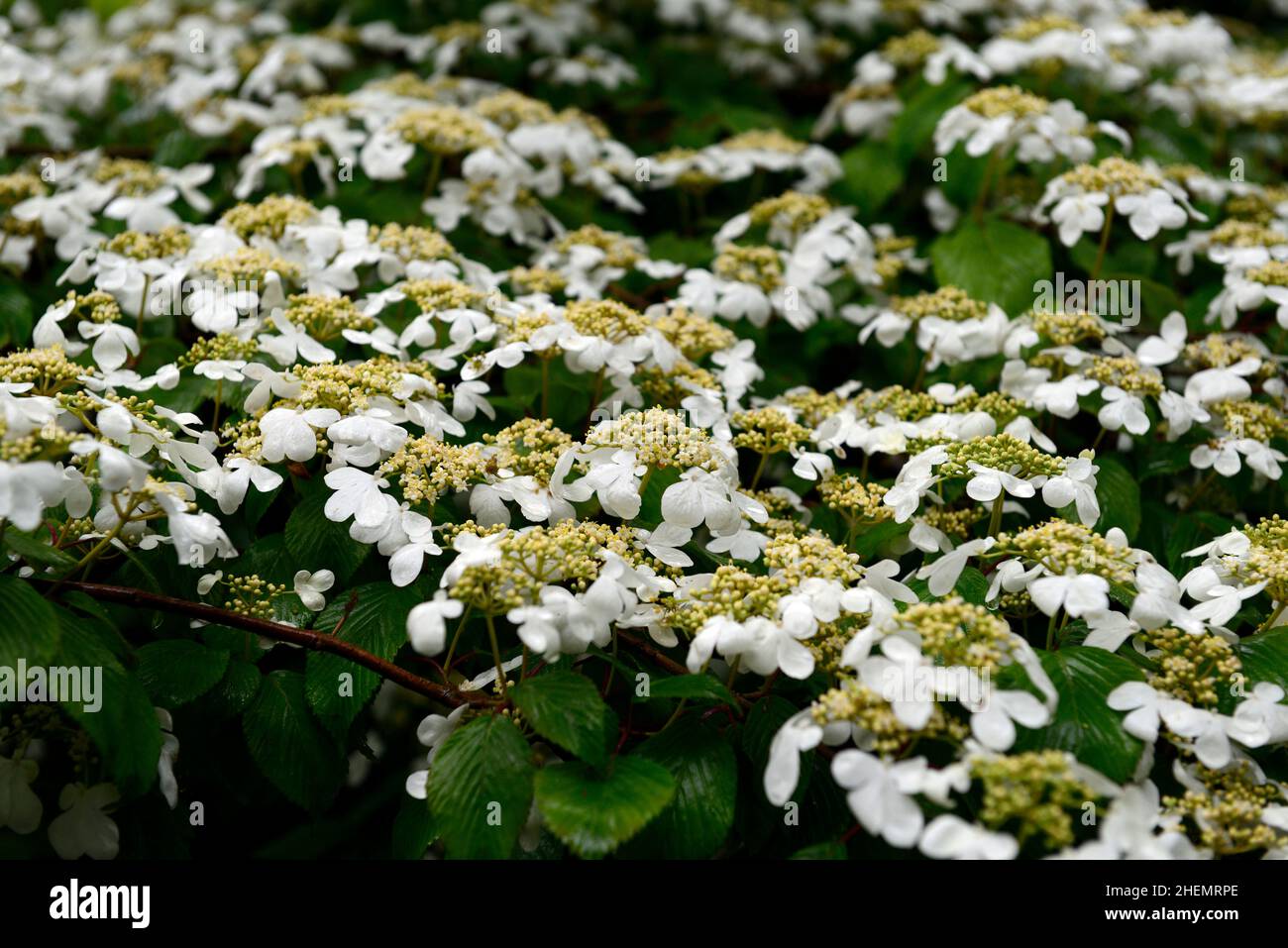 viburnum plicatum tomentosum mariesii,Doublefile Viburnum,white flower,white flowers,masses of flowers,floriferous shrub,shrubs,flowering,spring,RM Fl Stock Photo
